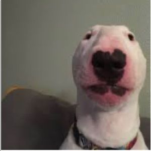 Meet your Posher, Victor